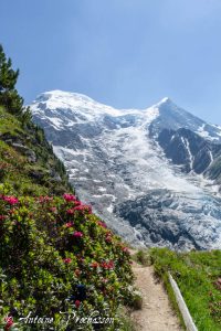 Dôme du Goûter, Aiguille du Goûter, Rhododendrons 